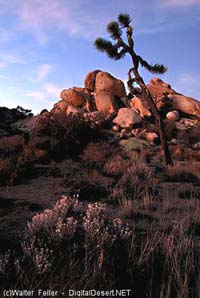 Yucca Valley